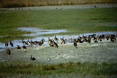 Plectropterus gambensis