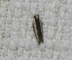 Ardozyga catarrhacta