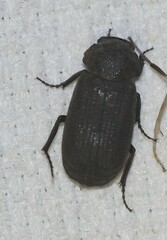 Maechidius