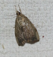 Crocidolomia suffusalis