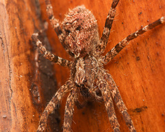 Acanthoctenus