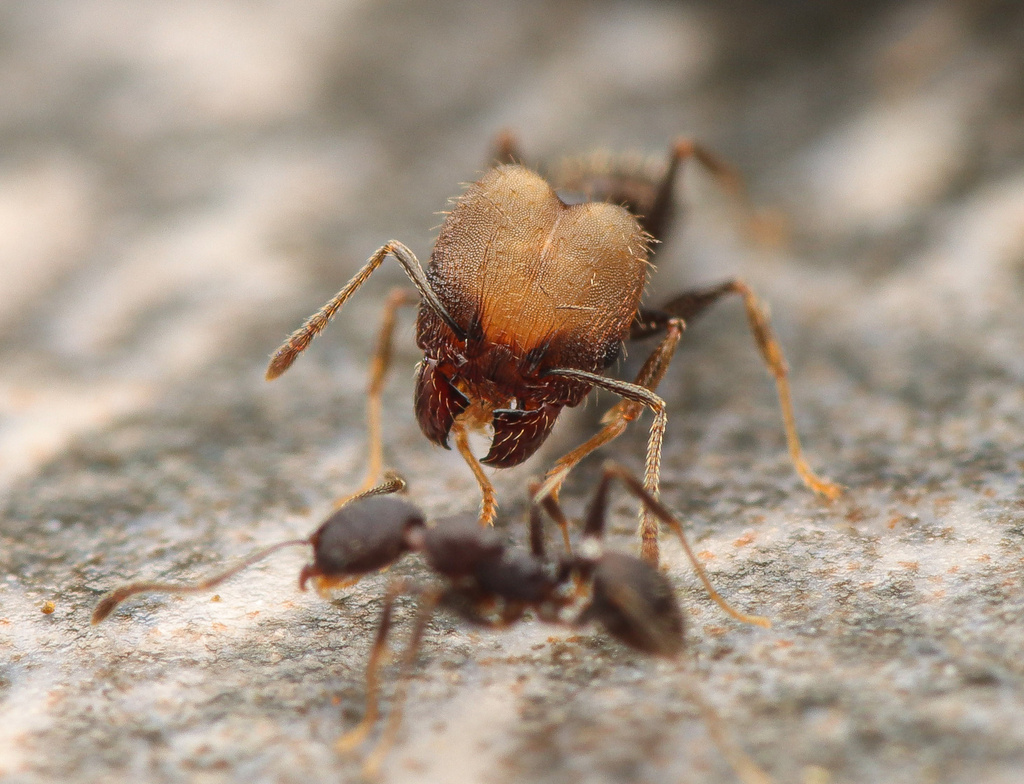 Pheidole punctatissima