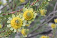Leucadendron coriaceum