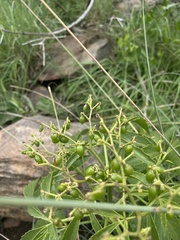 Cyphostemma