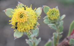 Leucadendron coriaceum