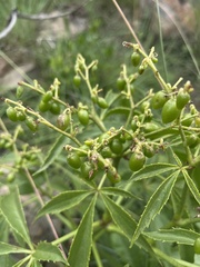 Cyphostemma