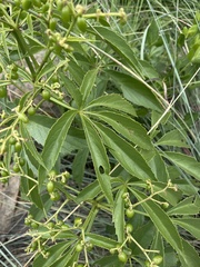 Cyphostemma