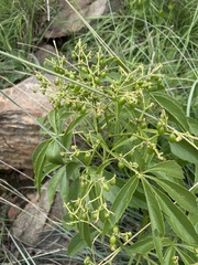 Cyphostemma
