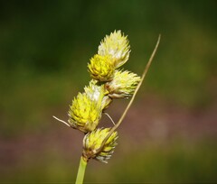 Carex brevior