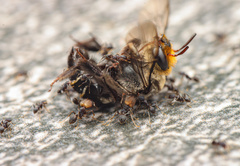 Pheidole punctatissima