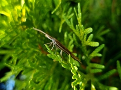 Ypsolopha