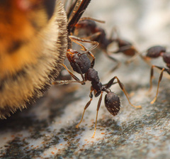 Pheidole punctatissima