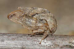 Cyrtolobus