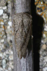 Cyrtolobus