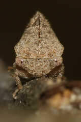 Cyrtolobus