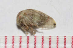 Cyrtolobus