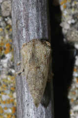Cyrtolobus