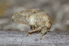 Cyrtolobus