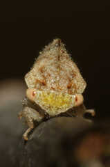 Cyrtolobus