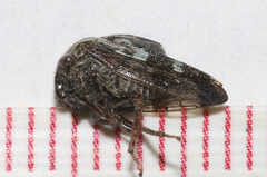 Telamona