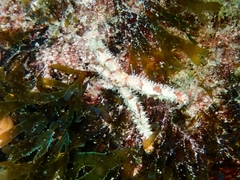 Coscinasterias