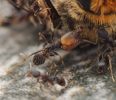 Pheidole punctatissima