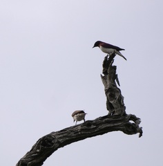 Cinnyricinclus leucogaster