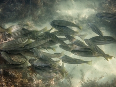 Helotes octolineatus