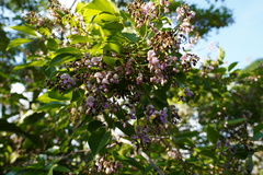 Pongamia pinnata image