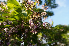 Pongamia pinnata image