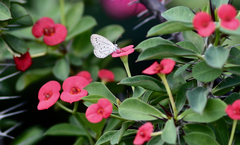 Zizula hylax pygmaea