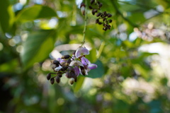 Pongamia pinnata image