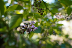 Pongamia pinnata image