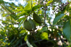 Pongamia pinnata image