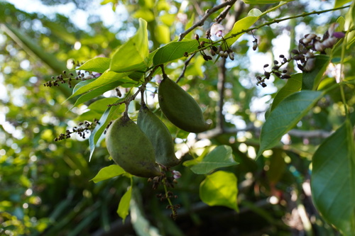 Pongamia image