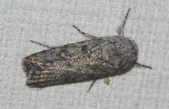 Cryptophasa irrorata