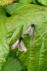 Adela reaumurella