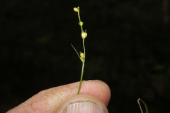 Carex disperma