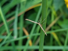 Pterophoridae