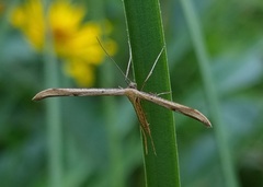 Pterophoridae
