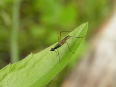Micropeza corrigiolata