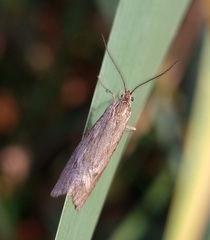 Diurnea lipsiella