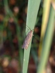 Diurnea lipsiella