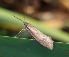 Diurnea lipsiella