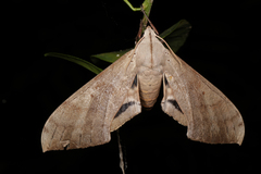 Pseudoclanis grandidieri