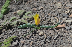 Tulipa ferganica