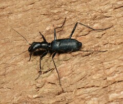 Pogonostoma