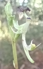 Arthrochilus prolixus