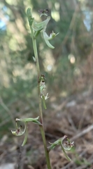 Arthrochilus prolixus