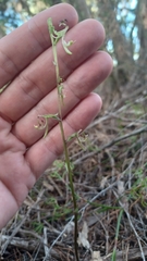 Arthrochilus prolixus